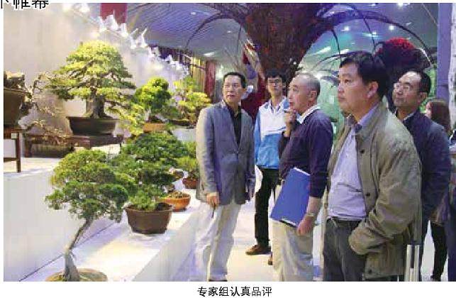 青岛世园会盆景竞赛落下帷幕