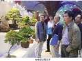 青岛世园会盆景竞赛落下帷幕
