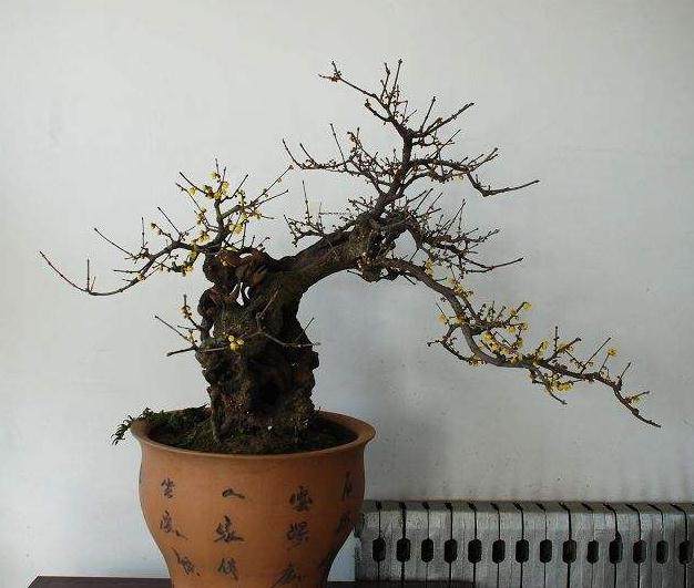 如何通过施肥和修剪促使蜡梅盆景多开花?