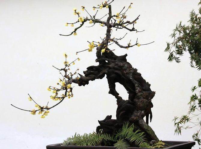 如何通过施肥和修剪促使蜡梅盆景多开花?