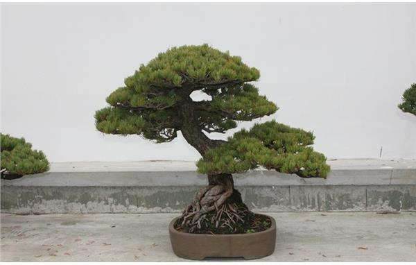 海派盆景的造型特点