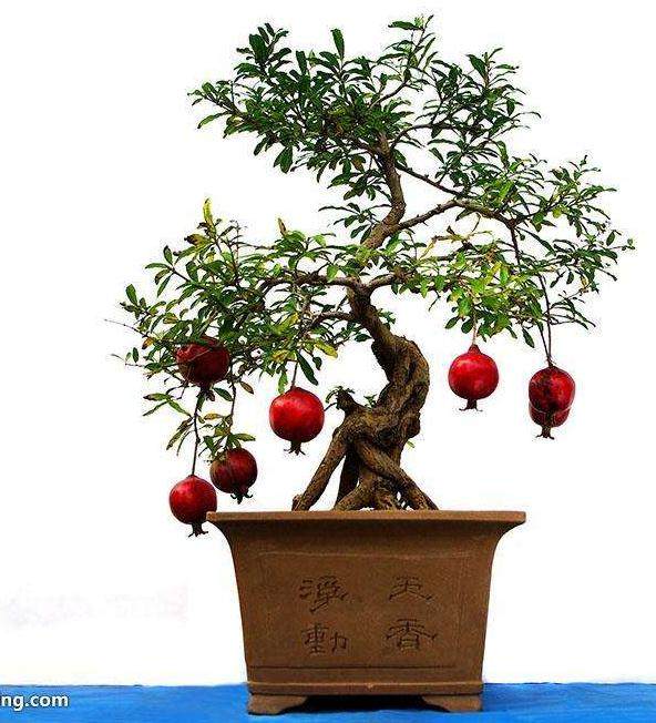 夏季石榴盆景的修剪造型