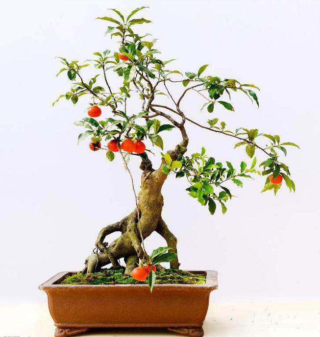 石榴盆景的促花与保果