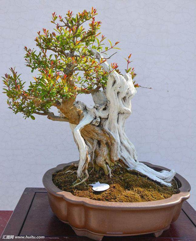 石榴盆景在日常管理中的治虫防病