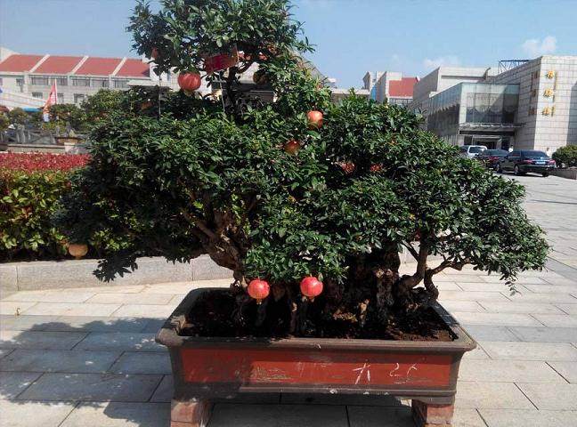 石榴盆景的营养土配制与选盆及上盆