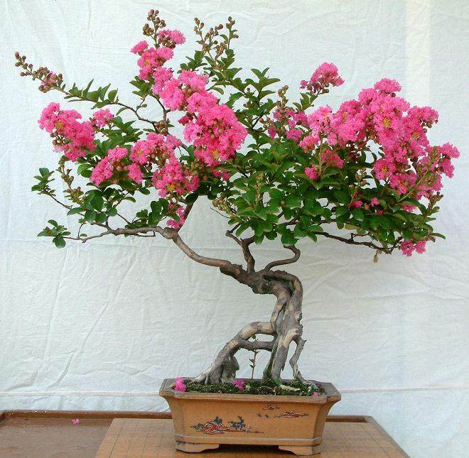 石榴盆景在养护中的施肥技巧