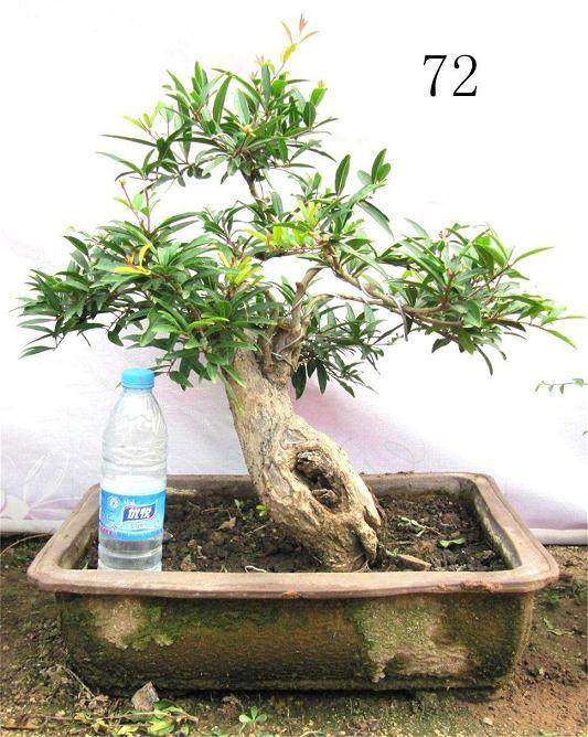 秋季石榴盆景的浇水技巧