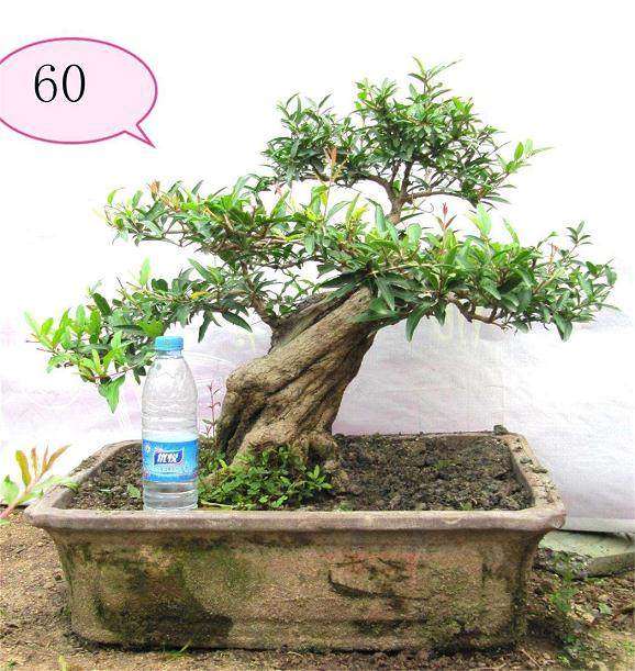 石榴盆景的花果管理技巧