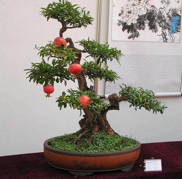 使石榴盆景多开花、结果的措施