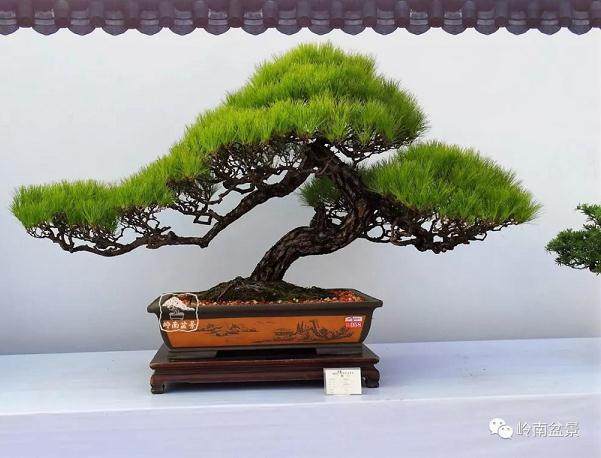 盆景 带给我一颗不老的心