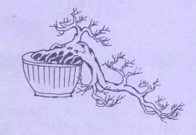 图解九款悬崖式盆景造型方法