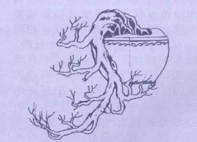 图解 9款悬崖式盆景怎么造型的方法