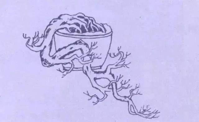 图解 9款悬崖式盆景怎么造型的方法