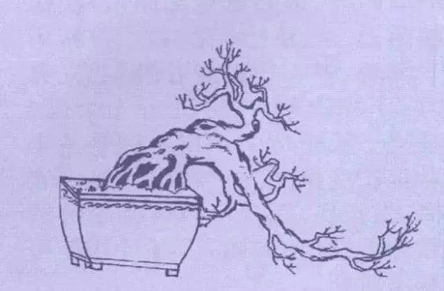 图解 9款悬崖式盆景怎么造型的方法