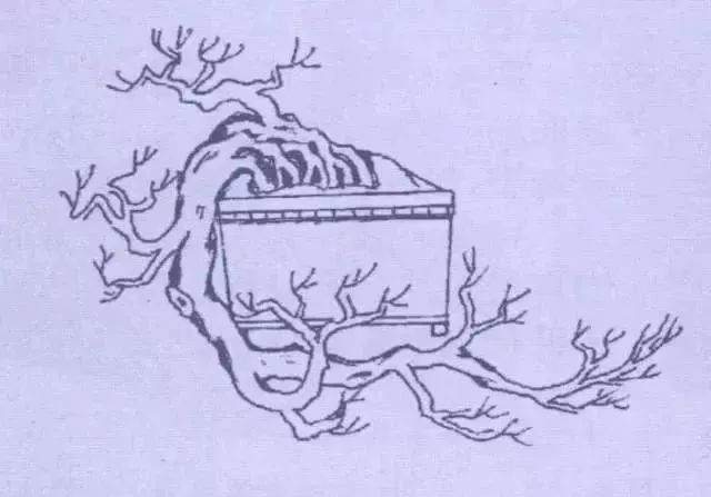 图解 9款悬崖式盆景怎么造型的方法