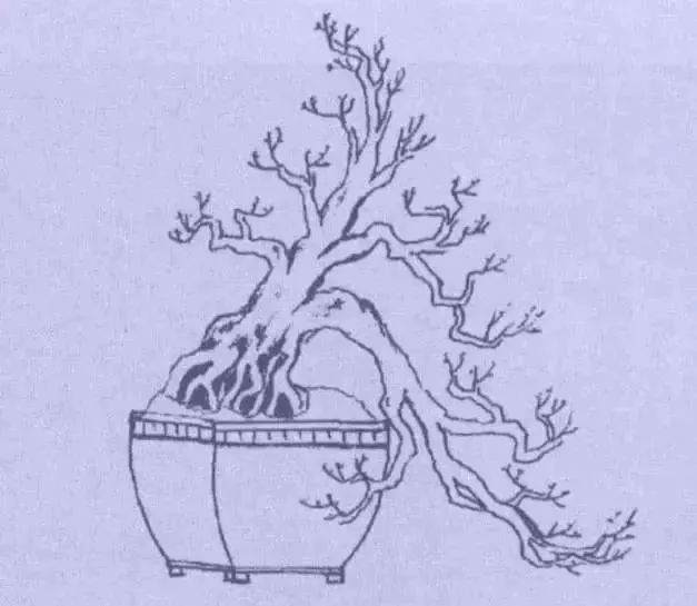 图解 9款悬崖式盆景怎么造型的方法