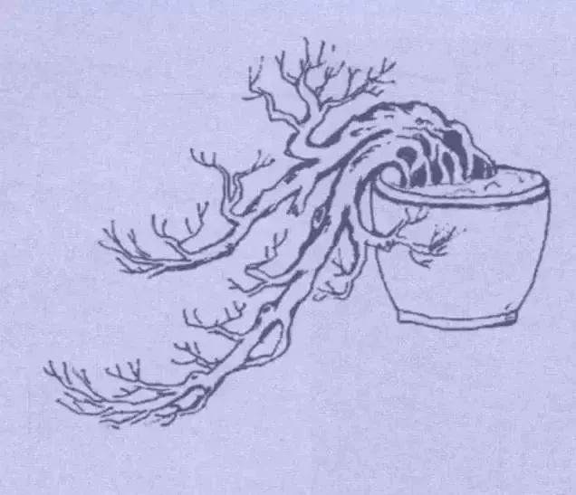 图解 9款悬崖式盆景怎么造型的方法