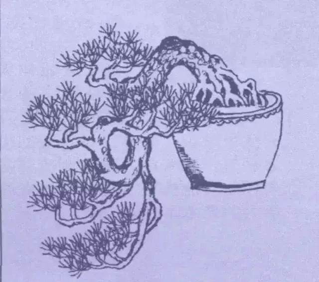 图解 9款悬崖式盆景怎么造型的方法