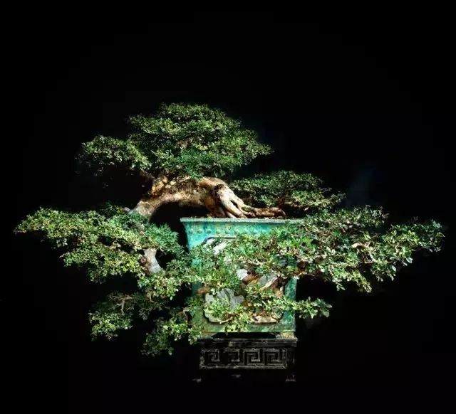 初学者如何给盆景选材?