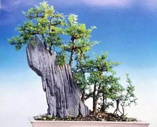 制作附石盆景的要领