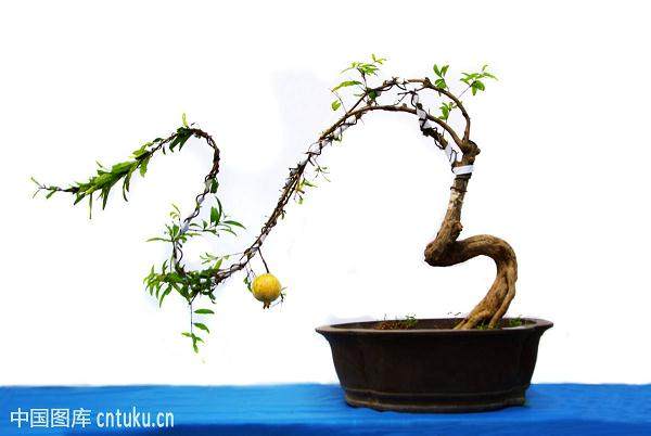 农村创业:制作树桩盆景有前途吗?