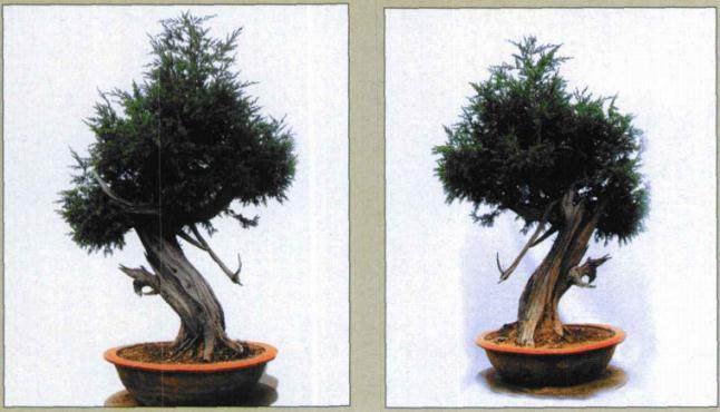 图解刺柏盆景的再次制作