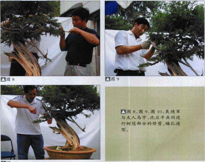 图解 刺柏盆景怎么再次制作的方法