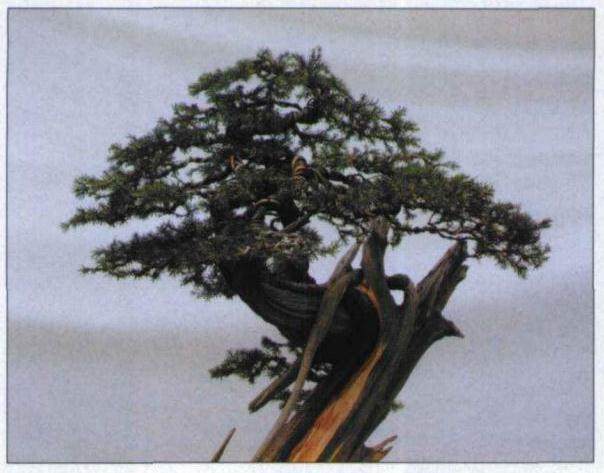 图解 刺柏盆景怎么再次制作的方法