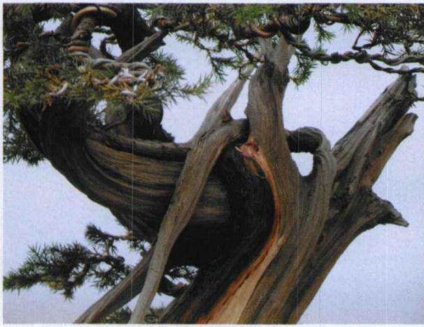 图解 刺柏盆景怎么再次制作的方法