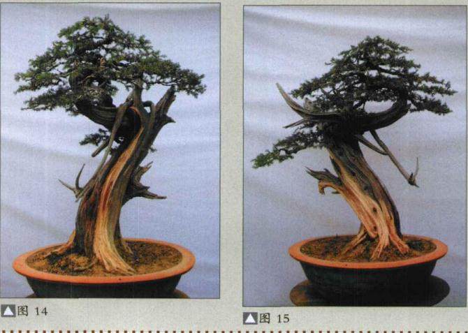 图解 刺柏盆景怎么再次制作的方法