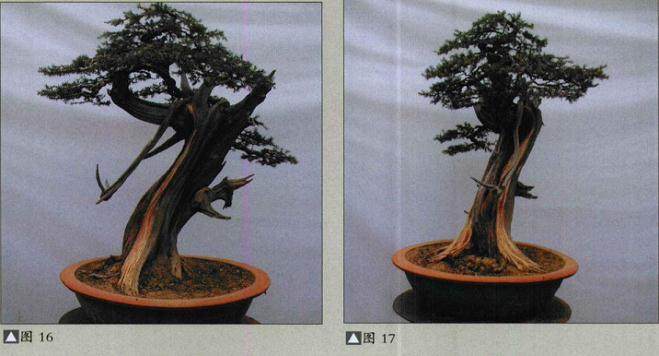 图解 刺柏盆景怎么再次制作的方法