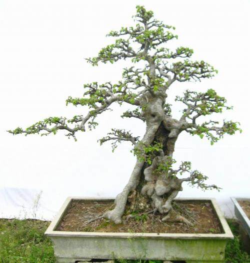 在9月榔榆盆景要给其施肥一二次 并精心修剪