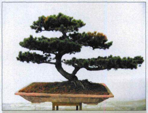 图解 五针松盆景怎么初次制作的10个过程