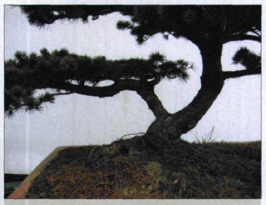 图解 五针松盆景怎么初次制作的10个过程