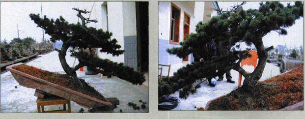 图解 五针松盆景怎么初次制作的10个过程