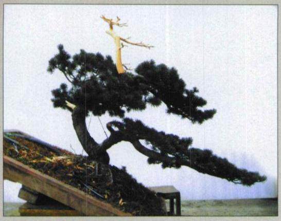 图解 五针松盆景怎么初次制作的10个过程