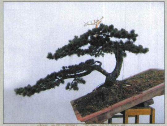 图解 五针松盆景怎么初次制作的10个过程