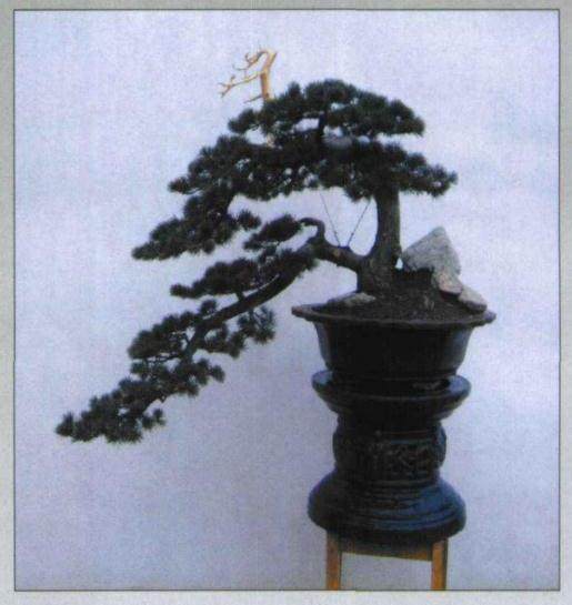 图解 五针松盆景怎么初次制作的10个过程