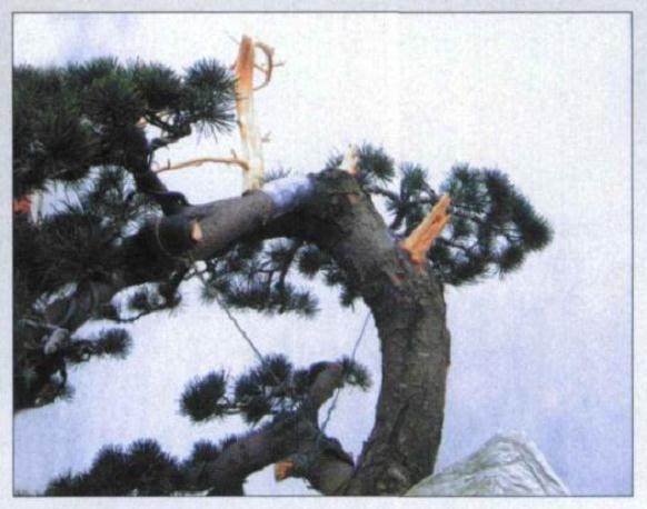 图解 五针松盆景怎么初次制作的10个过程