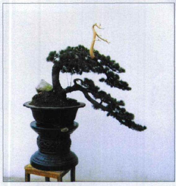 图解 五针松盆景怎么初次制作的10个过程