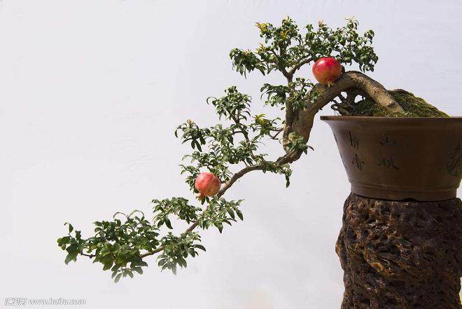 石榴盆景的4个造型技巧