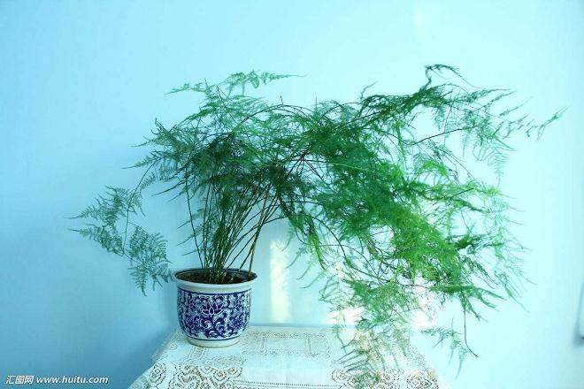 室内文竹盆景的培育与管护