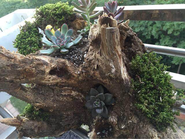 上山挖树桩做盆景是当时历史背景下一种风尚