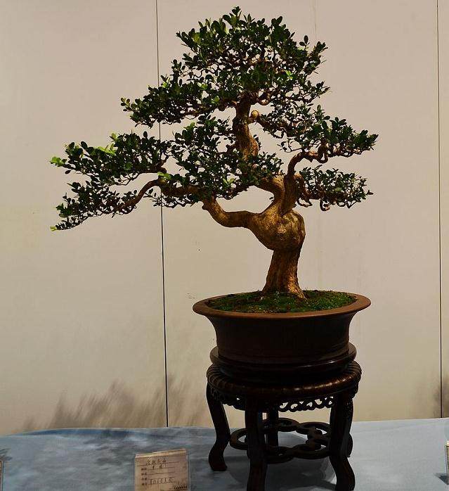 1980年 苏州成立业余盆景爱好者研究会