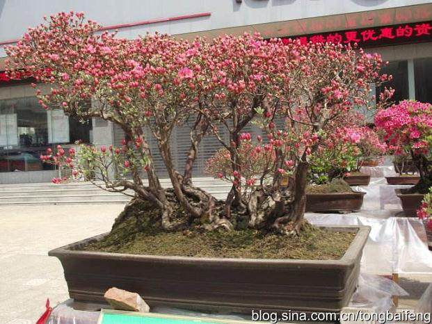 江苏省第十三届盆景展金奖作品《花果累累满枝堂》