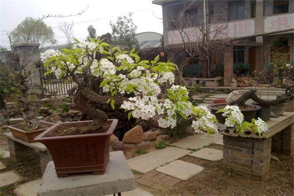 梨树盆景的矮化技巧