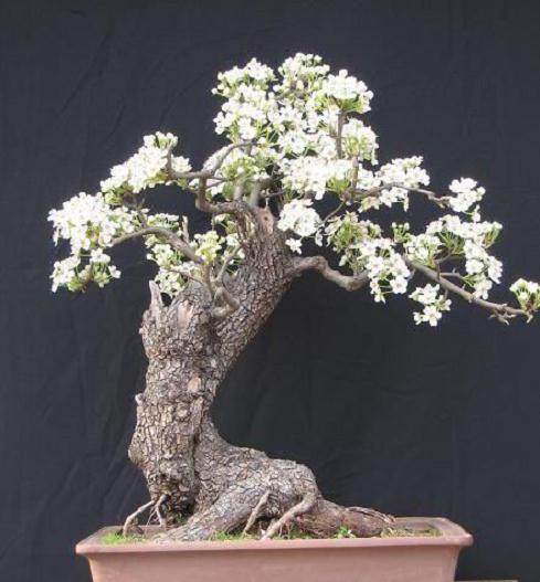 如何突破北方果树盆景产业发展的瓶颈?