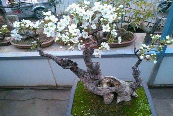 如何突破北方果树盆景产业发展的瓶颈?