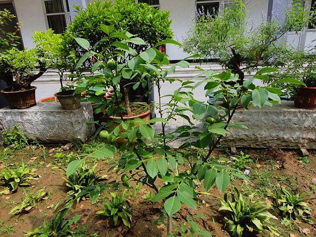 文冠果盆景的苗木培育