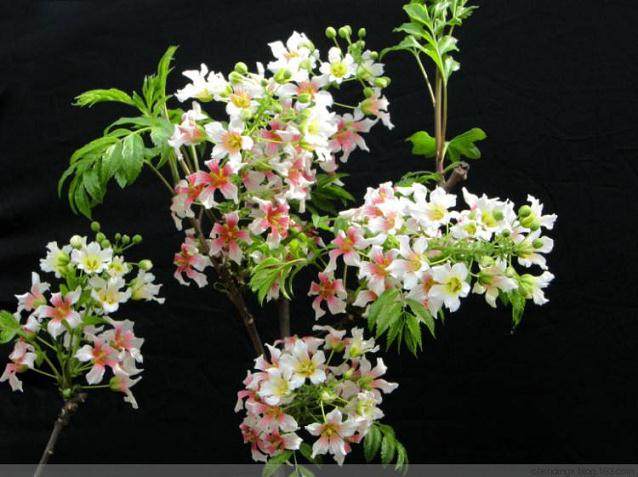 文冠果盆景的制作加工与造型